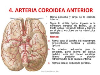 4. ARTERIA COROIDEA ANTERIOR
• Rama pequeña y larga de la carótida
interna.
• Sigue la cintilla óptica, ingresa a la
hendidura cerebral de Bichat, va al
tracto óptico, ventrículo lateral y termina
en el plexo coroideo de los ventrículos
laterales.
• Ramas:
a. Rama para el gancho del hipocampo,
circunvolución dentada y cintillas
ópticas.
b. Da arterias perforantes para la
amígdala, parte interna del globus
pallidus, cola del núcleo caudado,
tálamo posterior y porción
retrolenticular de la capsula interna.
c. Ramas para el pedúnculo cerebral.
DAVID SUMERENTE TORRES
 