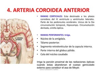 4. ARTERIA COROIDEA ANTERIOR
• RAMAS CORTICALES: Esta destinado a los plexos
coroideos del III ventrículo y ventrículos laterales.
Parte de los pedúnculos cerebrales. Uncus de la 5ta
circunvolución temporal, Hipocampo. Circunvolución
dentada, cintilla óptica.
• RAMAS PERFORANTES: Irriga.
• Núcleo de la amígdala.
• Tálamo posterior.
• Segmento retrolenticular de la capsula interna.
• Parte interna del globus pálido.
• Cola del núcleo caudado
Irriga la porción proximal de las radiaciones ópticas
cuando éstas abandonan el cuerpo geniculado
externo para constituir el asa de Meyer.
DAVID SUMERENTE TORRES
CGE
 