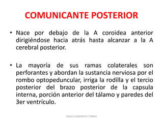 COMUNICANTE POSTERIOR
• Nace por debajo de la A coroidea anterior
dirigiéndose hacia atrás hasta alcanzar a la A
cerebral posterior.
• La mayoría de sus ramas colaterales son
perforantes y abordan la sustancia nerviosa por el
rombo optopeduncular, irriga la rodilla y el tercio
posterior del brazo posterior de la capsula
interna, porción anterior del tálamo y paredes del
3er ventrículo.
DAVID SUMERENTE TORRES
 