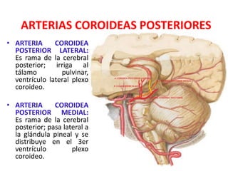 ARTERIAS COROIDEAS POSTERIORES
• ARTERIA COROIDEA
POSTERIOR LATERAL:
Es rama de la cerebral
posterior; irriga al
tálamo pulvinar,
ventrículo lateral plexo
coroideo.
• ARTERIA COROIDEA
POSTERIOR MEDIAL:
Es rama de la cerebral
posterior; pasa lateral a
la glándula pineal y se
distribuye en el 3er
ventrículo plexo
coroideo.
DAVID SUMERENTE TORRES
 