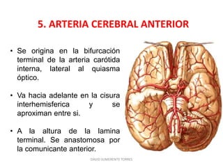 5. ARTERIA CEREBRAL ANTERIOR
DAVID SUMERENTE TORRES
• Se origina en la bifurcación
terminal de la arteria carótida
interna, lateral al quiasma
óptico.
• Va hacia adelante en la cisura
interhemisferica y se
aproximan entre si.
• A la altura de la lamina
terminal. Se anastomosa por
la comunicante anterior.
 