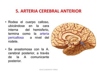 5. ARTERIA CEREBRAL ANTERIOR
DAVID SUMERENTE TORRES
• Rodea el cuerpo calloso,
ubicándose en la cara
interna del hemisferio,
termina como la arteria
pericallosa a nivel del
rodete.
• Se anastomosa con la A.
cerebral posterior, a través
de la A comunicante
posterior.
 