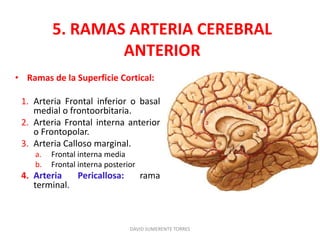 5. RAMAS ARTERIA CEREBRAL
ANTERIOR
• Ramas de la Superficie Cortical:
1. Arteria Frontal inferior o basal
medial o frontoorbitaria.
2. Arteria Frontal interna anterior
o Frontopolar.
3. Arteria Calloso marginal.
a. Frontal interna media
b. Frontal interna posterior
4. Arteria Pericallosa: rama
terminal.
DAVID SUMERENTE TORRES
 