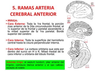 5. RAMAS ARTERIA
CEREBRAL ANTERIOR
 IRRIGA:
 Cara Externa: Toda la 1ra frontal, la porción
mas anterior de la 2da circunvolución frontal, el
¼ superior de la frontal y parietal ascendente y
la mitad superior de la 1ra parietal. Borde
superior del cerebro
 Cara Interna: Toda la superficie del hemisferio
central hasta la cisura perpendicular interna.
 Cara Inferior: La corteza orbitaria que esta por
dentro del surco en H o K. Mitad medial de la
cara inferior u orbitaria del lóbulo frontal.
DAVID SUMERENTE TORRES
Además irriga: el septum lucidum, pilar anterior del
trígono, comisura blanca anterior y el cpo calloso,
excepto el rodete
 