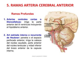 Ramas Profundas
1. Arterias centrales cortas o
Diencefalicas: irriga la parte
anterior del III ventrículo incluyendo
el hipotálamo anterior.
2. Art estriada interna o recurrente
de Heubner: penetra x el espacio
perforado anterior, irriga la cabeza
del núcleo caudado, parte anterior
del núcleo lenticular y mitad inferior
del brazo anterior de la capsula
interna.
5. RAMAS ARTERIA CEREBRAL ANTERIOR
DAVID SUMERENTE TORRES
 