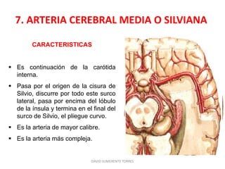 7. ARTERIA CEREBRAL MEDIA O SILVIANA
CARACTERISTICAS
 Es continuación de la carótida
interna.
 Pasa por el origen de la cisura de
Silvio, discurre por todo este surco
lateral, pasa por encima del lóbulo
de la ínsula y termina en el final del
surco de Silvio, el pliegue curvo.
 Es la arteria de mayor calibre.
 Es la arteria más compleja.
DAVID SUMERENTE TORRES
 