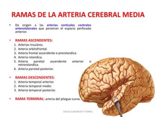 RAMAS DE LA ARTERIA CEREBRAL MEDIA
• Da origen a las arterias corticales centrales
anterolaterales que penetran el espacio perforado
anterior.
• RAMAS ASCENDENTES:
1. Arterias insulares.
2. Arteria orbitofrontal.
3. Arteria frontal ascendente o prerolandica.
4. Arteria rolandica.
5. Arteria parietal ascendente anterior o
retrorolandica.
6. Arteria parietal posterior.
• RAMAS DESCENDENTES:
1. Arteria temporal anterior.
2. Arteria temporal medio
3. Arteria temporal posterior.
• RAMA TERMINAL: arteria del pliegue curvo.
DAVID SUMERENTE TORRES
 