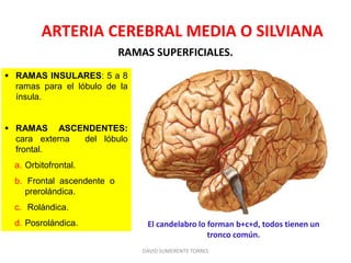ARTERIA CEREBRAL MEDIA O SILVIANA
RAMAS SUPERFICIALES.
 RAMAS INSULARES: 5 a 8
ramas para el lóbulo de la
ínsula.
 RAMAS ASCENDENTES:
cara externa del lóbulo
frontal.
a. Orbitofrontal.
b. Frontal ascendente o
prerolándica.
c. Rolándica.
d. Posrolándica.
DAVID SUMERENTE TORRES
El candelabro lo forman b+c+d, todos tienen un
tronco común.
 