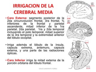 IRRIGACION DE LA
CEREBRAL MEDIA
• Cara Externa: segmento posterior de la
2da circunvolución frontal, 3ra frontal, ¾
inferiores de la frontal y parietal
ascendente, mitad inferior de la 1ra
parietal, 2da parietal, 1ra y 2da temporal
incluyendo el polo temporal, mitad superior
de la 3ra temporal y la extremidad anterior
del lóbulo occipital.
• Irriga además el lóbulo de la ínsula,
capsula extrema, antemuro, capsula
externa, y una parte de las radiaciones
ópticas.
• Cara Inferior irriga la mitad externa de la
porción orbitaria del lóbulo frontal.
DAVID SUMERENTE TORRES
 