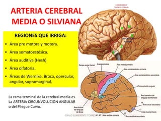 ARTERIA CEREBRAL
MEDIA O SILVIANA
REGIONES QUE IRRIGA:
• Área pre motora y motora.
• Área somatoestésica.
• Área auditiva (Hesh)
• Área olfatoria.
• Áreas de Wernike, Broca, opercular,
angular, supramarginal.
DAVID SUMERENTE TORRES
La rama terminal de la cerebral media es
La ARTERIA CIRCUNVOLUCION ANGULAR
o del Pliegue Curvo.
 