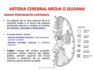 ARTERIA CEREBRAL MEDIA O SILVIANA
RAMAS PERFORANTES CENTRALES
• Se originan de su cara superior de la A
cerebral media a la altura del espacio
perforado anterior y reciben el nombre
de Arterias estriadas o lenticulares.
• A través de las ramas:
Arterias estriadas externas o del putamen–
capsulo-caudado .
Arterias estriadas internas o palidales
externas.
• Irrigan: cuerpo del núcleo caudado,
putamen, núcleo externo del globus
pálido, porción superior del brazo
anterior y posterior de la capsula
interna y parte alta de la rodilla.
DAVID SUMERENTE TORRES
 