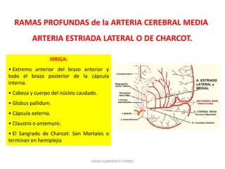 IRRIGA:
• Extremo anterior del brazo anterior y
todo el brazo posterior de la cápsula
interna.
• Cabeza y cuerpo del núcleo caudado.
• Globus pallidum.
• Cápsula externa.
• Claustro o antemuro.
• El Sangrado de Charcot: Son Mortales o
terminan en hemiplejia
RAMAS PROFUNDAS de la ARTERIA CEREBRAL MEDIA
ARTERIA ESTRIADA LATERAL O DE CHARCOT.
DAVID SUMERENTE TORRES
 