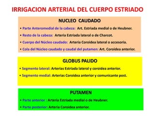IRRIGACION ARTERIAL DEL CUERPO ESTRIADO
NUCLEO CAUDADO
• Parte Anteromedial de la cabeza: Art. Estriada medial o de Heubner.
• Resto de la cabeza: Arteria Estriada lateral o de Charcot.
• Cuerpo del Núcleo caudado: Arteria Coroidea lateral o accesoria.
• Cola del Núcleo caudado y caudal del putamen: Art. Coroidea anterior.
GLOBUS PALIDO
• Segmento lateral: Arterias Estriada lateral y coroidea anterior.
• Segmento medial: Arterias Coroidea anterior y comunicante post.
PUTAMEN
• Parte anterior : Arteria Estriada medial o de Heubner.
• Parte posterior: Arteria Coroidea anterior.
 