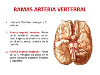 RAMAS ARTERIA VERTEBRAL
• La Arteria Vertebral da origen a 3
arterias:
1. Arteria espinal anterior: Rama
de la vertebral, despues de un
corto trayecto se unen y se coloca
en el surco medio anterior de la
medula.
2. Arteria espinal posterior: Rama
de la A. vertebral se ubica en el
surco colateral posterior derecho
e izquierdo.
 