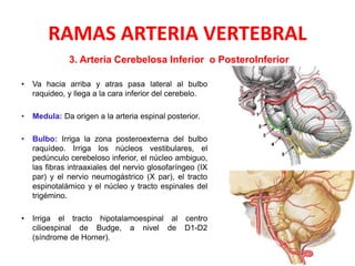 RAMAS ARTERIA VERTEBRAL
• Va hacia arriba y atras pasa lateral al bulbo
raquideo, y llega a la cara inferior del cerebelo.
• Medula: Da origen a la arteria espinal posterior.
• Bulbo: Irriga la zona posteroexterna del bulbo
raquídeo. Irriga los núcleos vestibulares, el
pedúnculo cerebeloso inferior, el núcleo ambiguo,
las fibras intraaxiales del nervio glosofaríngeo (IX
par) y el nervio neumogástrico (X par), el tracto
espinotalámico y el núcleo y tracto espinales del
trigémino.
• Irriga el tracto hipotalamoespinal al centro
cilioespinal de Budge, a nivel de D1-D2
(síndrome de Horner).
3. Arteria Cerebelosa Inferior o PosteroInferior
 