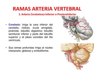 RAMAS ARTERIA VERTEBRAL
• Cerebelo: Irriga la cara inferior del
cerebelo, nódulo, úvula amígdala,
pirámide, lobulillo digástrico lobulillo
semilunar inferior y parte del lobulillo
superior y el plexo coroideo del 4to
ventrículo.
• Sus ramas profundas irriga al núcleo
interposito: globoso y emboliforme.
3. Arteria Cerebelosa Inferior o PosteroInferior
 