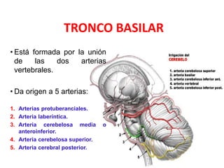 TRONCO BASILAR
• Está formada por la unión
de las dos arterias
vertebrales.
• Da origen a 5 arterias:
1. Arterias protuberanciales.
2. Arteria laberíntica.
3. Arteria cerebelosa media o
anteroinferior.
4. Arteria cerebelosa superior.
5. Arteria cerebral posterior.
 