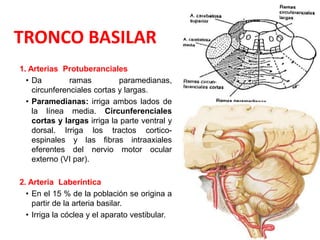 TRONCO BASILAR
1. Arterias Protuberanciales
• Da ramas paramedianas,
circunferenciales cortas y largas.
• Paramedianas: irriga ambos lados de
la línea media. Circunferenciales
cortas y largas irriga la parte ventral y
dorsal. Irriga los tractos cortico-
espinales y las fibras intraaxiales
eferentes del nervio motor ocular
externo (VI par).
2. Arteria Laberíntica
• En el 15 % de la población se origina a
partir de la arteria basilar.
• Irriga la cóclea y el aparato vestibular.
 