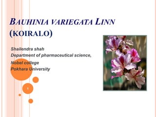 BAUHINIA VARIEGATA LINN
(KOIRALO)
Shailendra shah
Department of pharmaceutical science,
Nobel college
Pokhara University
March8,2020HimalayanCrudeDrugs
1
 