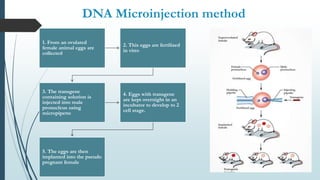DNA Microinjection method
1. From an ovulated
female animal eggs are
collected
2. This eggs are fertilized
in vitro
3. The transgene
containing solution is
injected into male
pronucleus using
micropipette
4. Eggs with transgene
are kept overnight in an
incubator to develop to 2
cell stage.
5. The eggs are then
implanted into the pseudo
pregnant female
 