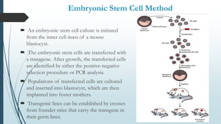 Embryonic Stem Cell Method
 An embryonic stem cell culture is initiated
from the inner cell mass of a mouse
blastocyst.
 The embryonic stem cells are transfected with
a transgene. After growth, the transfected cells
are identified by either the positive-negative
selection procedure or PCR analysis.
 Populations of transfected cells are cultured
and inserted into blastocyst, which are then
implanted into foster mothers.
 Transgenic lines can be established by crosses
from founder mice that carry the transgene in
their germ lines.
 