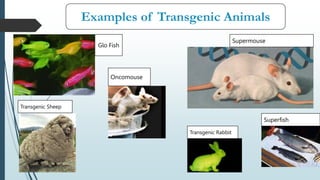 Examples of Transgenic Animals
Glo Fish
Oncomouse
Supermouse
Superfish
Transgenic Sheep
Transgenic Rabbit
 