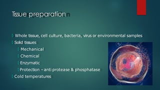 Tissue preparation
🞅 Whole tissue, cell culture, bacteria, virus or environmental samples
🞅 Solid tissues
🞅 Mechanical
🞅 Chemical
🞅 Enzymatic
🞅 Protection –anti protease & phosphatase
🞅 Cold temperatures
 