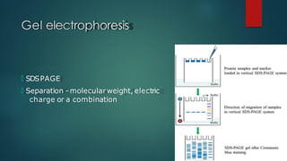 Gel electrophoresis
🞅 SDSPAGE
🞅 Separation - molecularweight, electric
charge or a combination
 