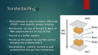 Transfer/blotting
🞅 Nitrocellulose or polyvinylidene difluoride
(PVDF) –non specific protein binding
🞅 Membrane - on top of the gel & stack of
filter papers placed on top of that
🞅 Placed in a buffer solution
🞅 Moves up the paper by capillary action
bringing the proteins with it
🞅 Electrobloting - electric current to pull
proteins from the gel into membrane
 