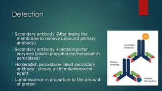 Detection
🞅 Secondary antibody {
After rinsing the
membrane to remove unbound primary
antibody)
🞅 Secondary antibody +biotin/reporter
enzymes (alkalin phosphatase/horseradish
peroxidase)
🞅 Horseradish peroxidase-linked secondary
antibody - cleave a chemiluminescent
agent
🞅 Luminescence in proportion to the amount
of protein
 