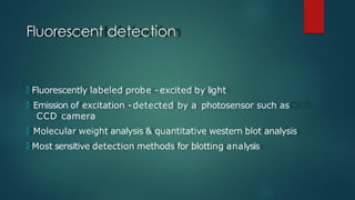 Fluorescent detection
🞅 Fluorescently labeled probe - excited by light
🞅 Emission of excitation -detected by a photosensor such as
CCD camera
🞅 Molecular weight analysis & quantitative western blot analysis
🞅 Most sensitive detection methods for blotting analysis
 