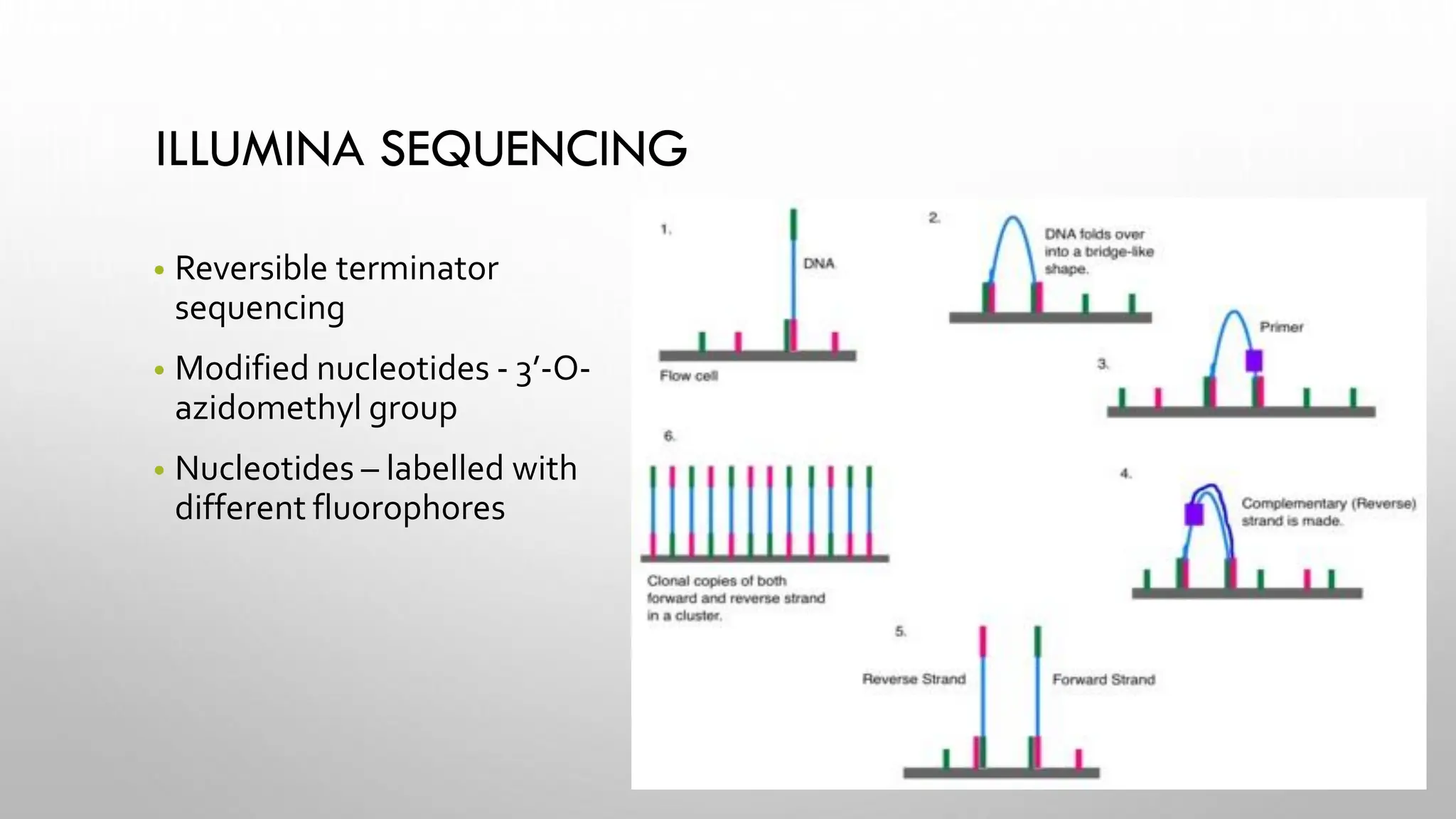 ILLUMINA SEQUENCING
• Reversible terminator
sequencing
• Modified nucleotides - 3’-O-
azidomethyl group
• Nucleotides – labelled with
different fluorophores
 