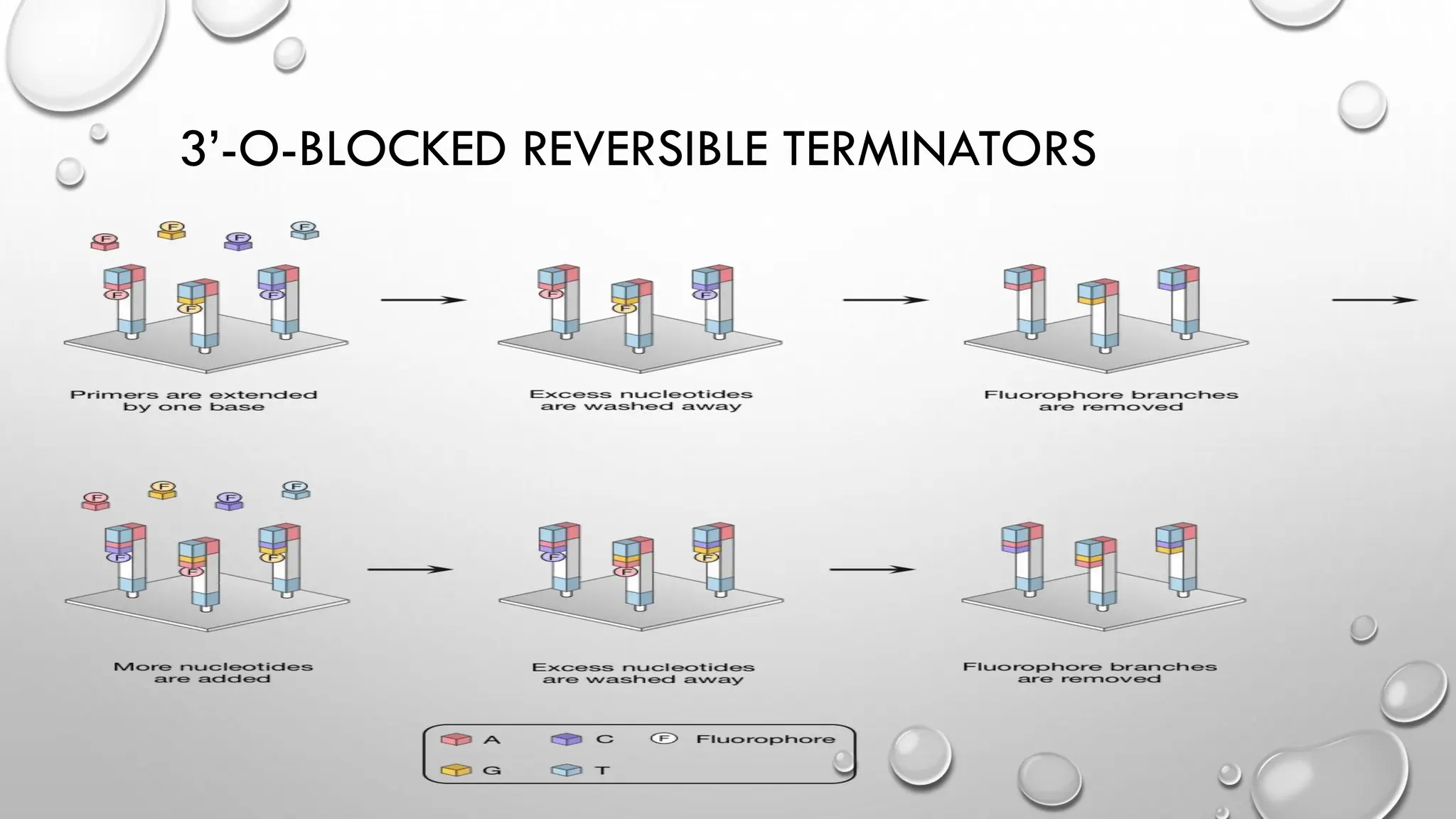 3’-O-BLOCKED REVERSIBLE TERMINATORS
 