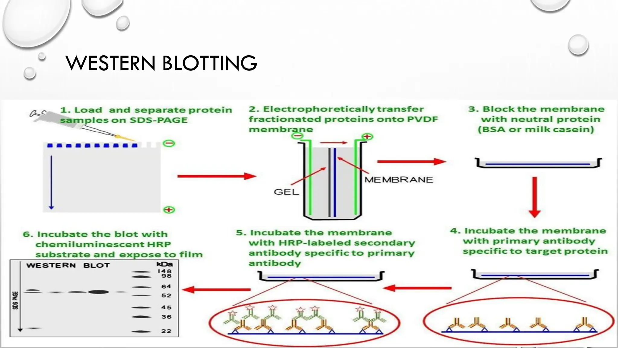 WESTERN BLOTTING
 