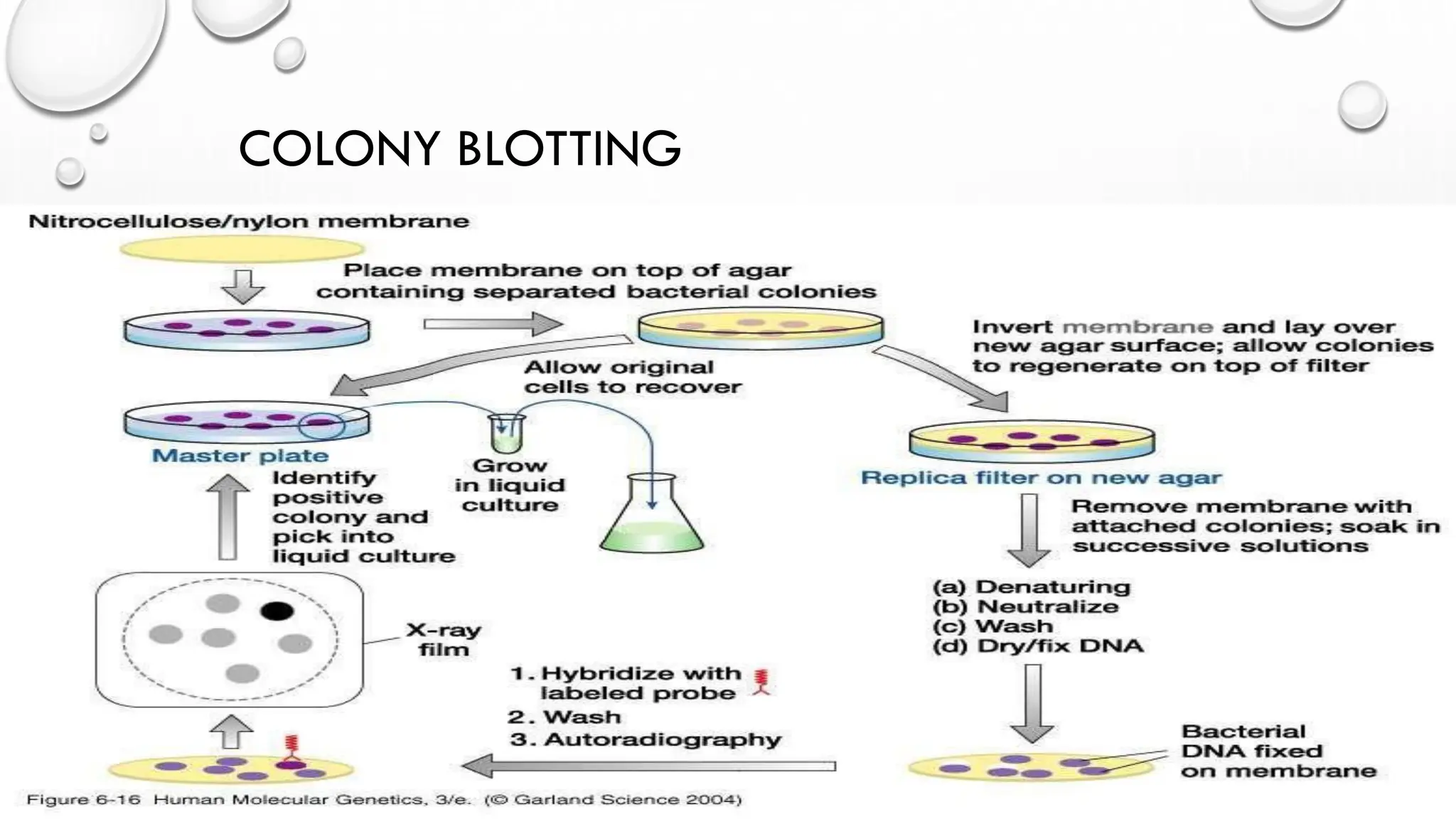 COLONY BLOTTING
 