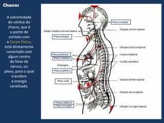 A extremidade
do vórtice do
chacra, que é
o ponto de
contato com
o Corpo Físico,
está diretamente
conectado com
algum centro
de feixe de
nervos, ou
plexo, para o qual
transfere
a energia
canalizada.
Chacras
 