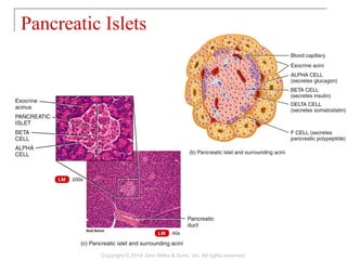18 [chapter 18 the endocrine system] | PPT