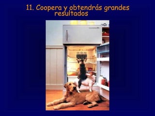 11. Coopera y obtendrás grandes resultados