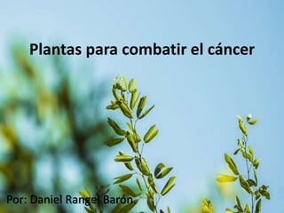 Plantas para combatir el cáncer
Por: Daniel Rangel Barón.
 