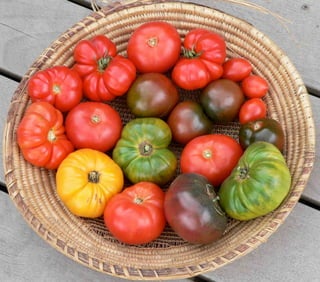 18) day's tomato harvest
