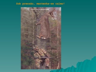 Sob pressão, mantenha-se calmo! 