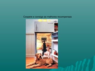 Coopere e consiga as melhores recompensas

 