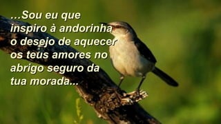 ……Sou eu queSou eu que
inspiro à andorinhainspiro à andorinha
o desejo de aquecero desejo de aquecer
os teus amores noos teus amores no
abrigo seguro daabrigo seguro da
tua morada...tua morada...
 