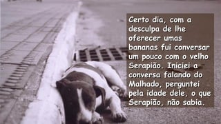 Certo dia, com aCerto dia, com a
desculpa de lhedesculpa de lhe
oferecer umasoferecer umas
bananas fui conversarbananas fui conversar
um pouco com o velhoum pouco com o velho
Serapião. Iniciei aSerapião. Iniciei a
conversa falando doconversa falando do
Malhado, pergunteiMalhado, perguntei
pela idade dele, o quepela idade dele, o que
Serapião, não sabia.Serapião, não sabia.
.
.
.
 