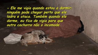 .
.
- Ele me vigia quando estou a dormir;- Ele me vigia quando estou a dormir;
ninguém pode chegar perto que eleninguém pode chegar perto que ele
ladra e ataca. Também quando eleladra e ataca. Também quando ele
dorme, eu fico de vigia para quedorme, eu fico de vigia para que
outro cachorro não o incomode.outro cachorro não o incomode.
 