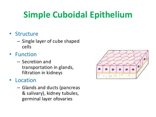 18 epithelium poonam 18 epithelium poonam