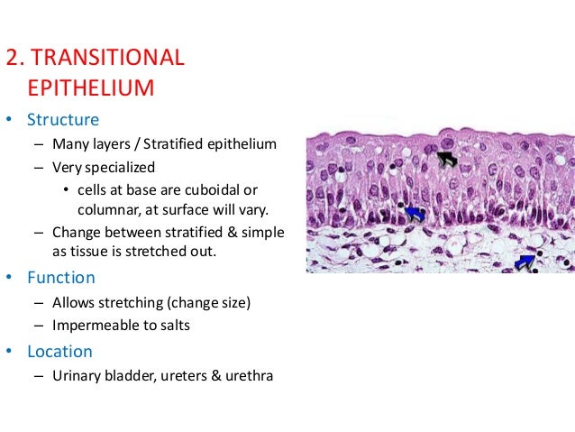 18 epithelium poonam 18 epithelium poonam