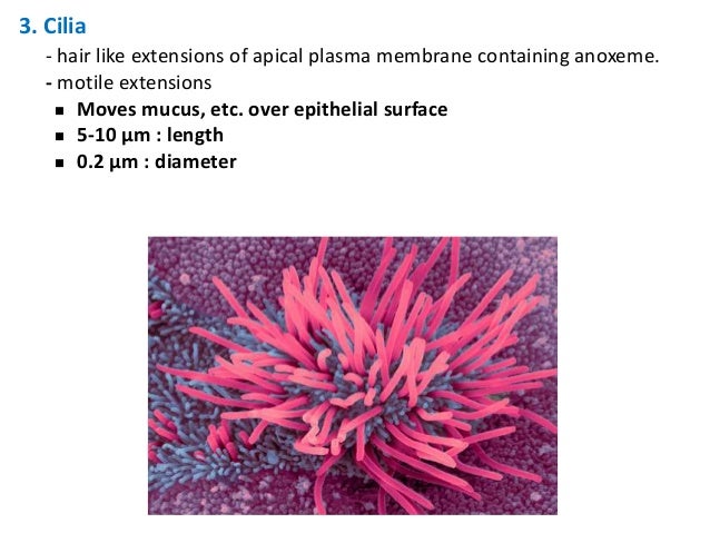 18 epithelium poonam 18 epithelium poonam