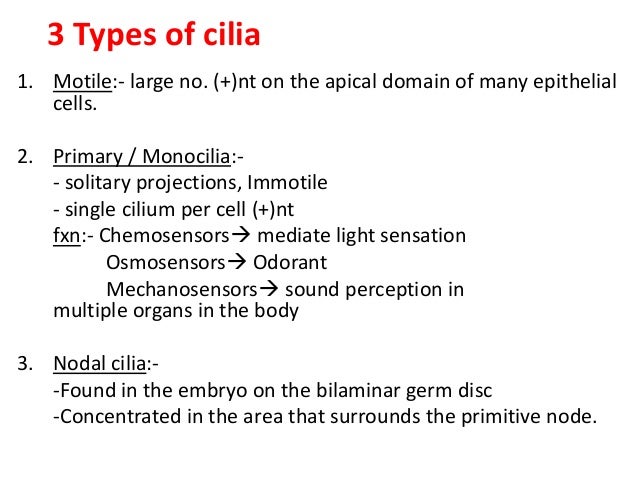 18 epithelium poonam 18 epithelium poonam