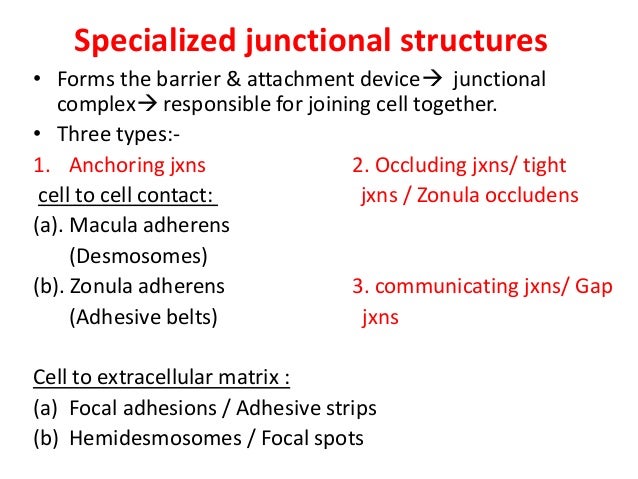 18 epithelium poonam 40 638
